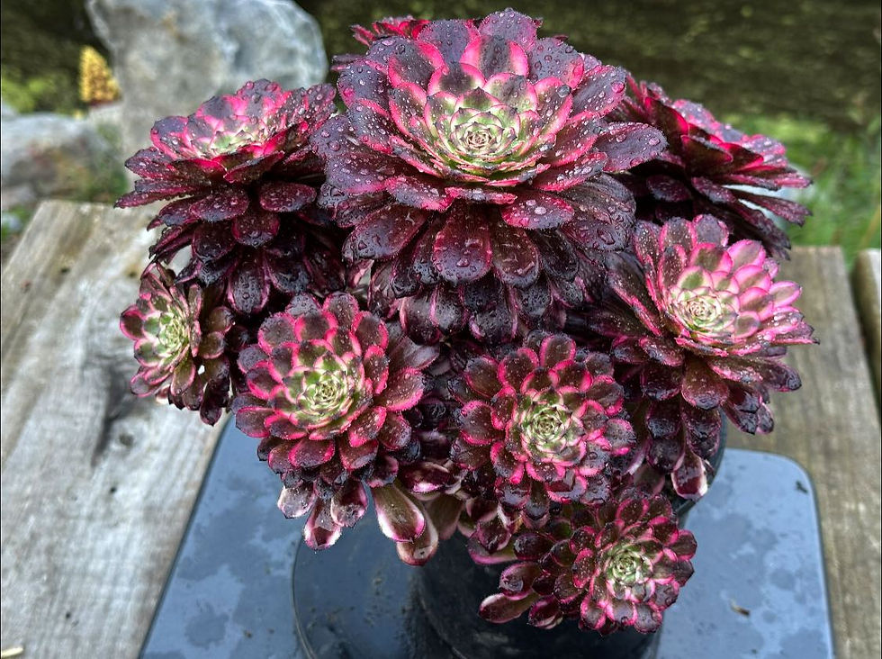 Thumbnail: AEONIUM-UNIQUE 11-RED KINGKONG VARIEGATED