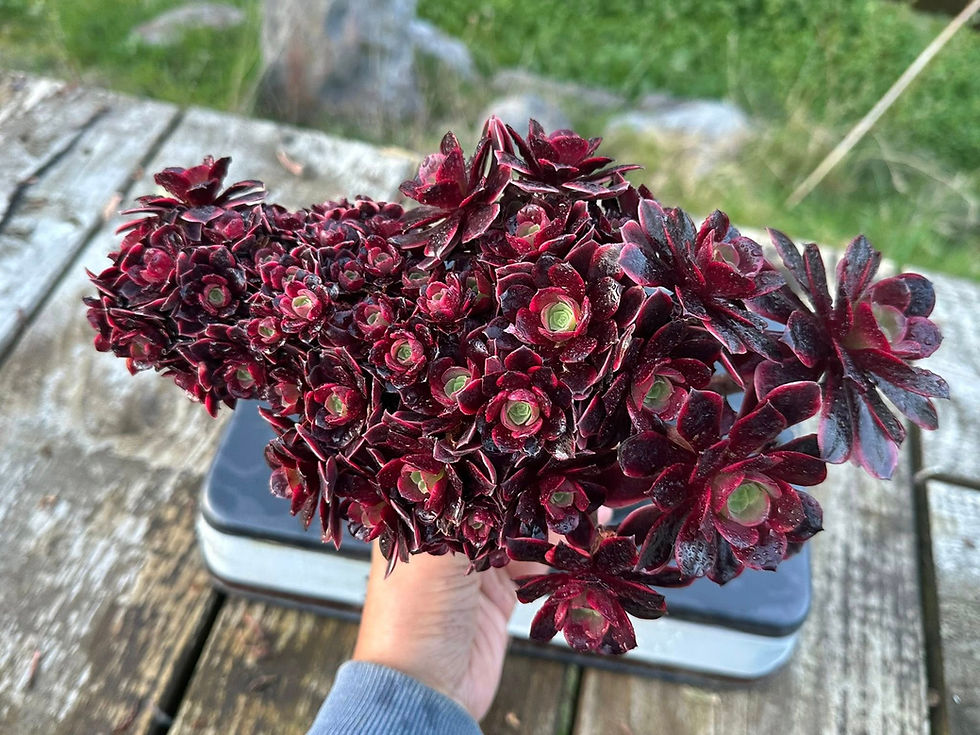 Thumbnail: AEONIUM-UNIQUE 23-SUPER BANG VARIEGATED