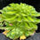 Thumbnail: AEONIUM-UNIQUE 14-ZHIFOU VARIEGATED
