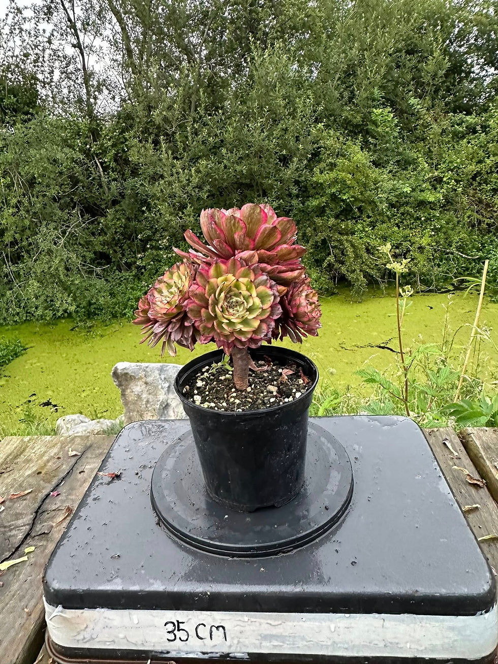 Thumbnail: AEONIUM-LOTUS VARIEGATED (LINGBO FAIRY)-S