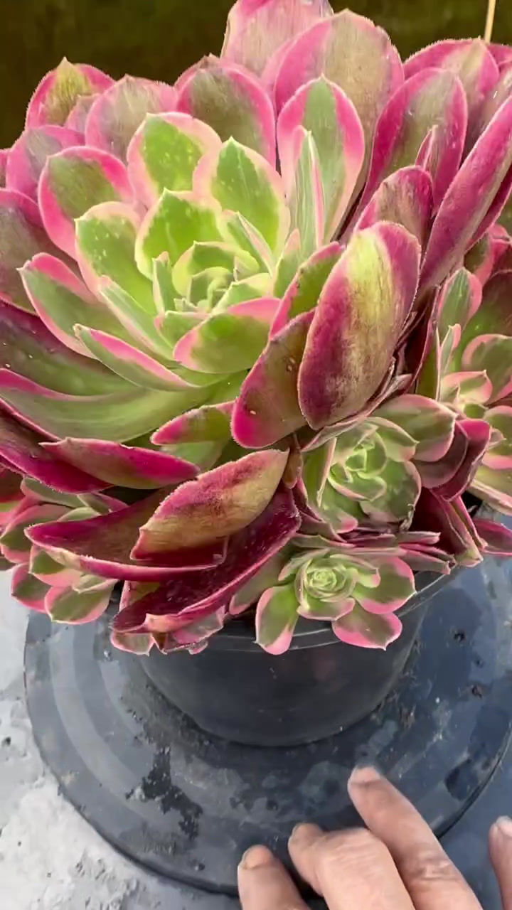 Thumbnail: AEONIMU-UNIQUE 4-PINK LADY VARIEGATED
