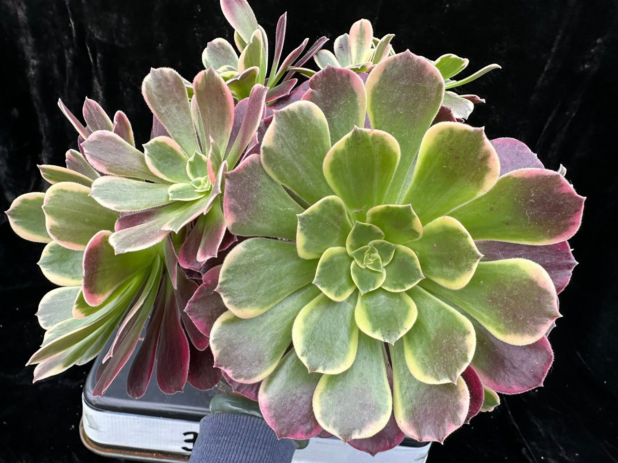 1 ON SALE-AEONIUM-UNIQUE 18-CANARY VARIEGATED