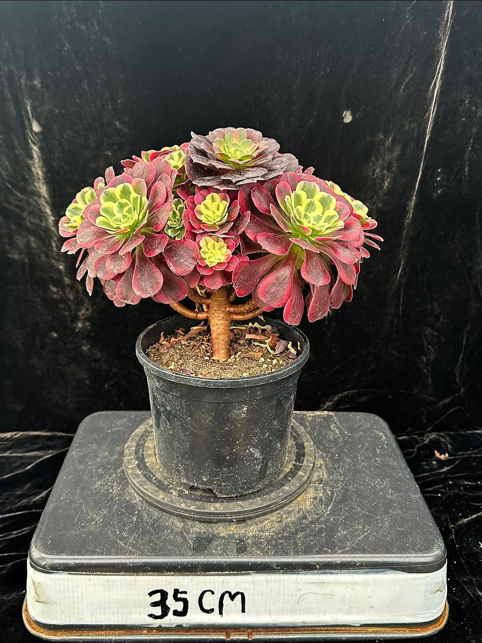 Thumbnail: AEONIUM-UNIQUE 10-VELOUR YELLOW VARIEGATED