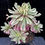 Thumbnail: 6 ON SALE-AEONIUM-UNIQUE 20-POISON VARIEGATED