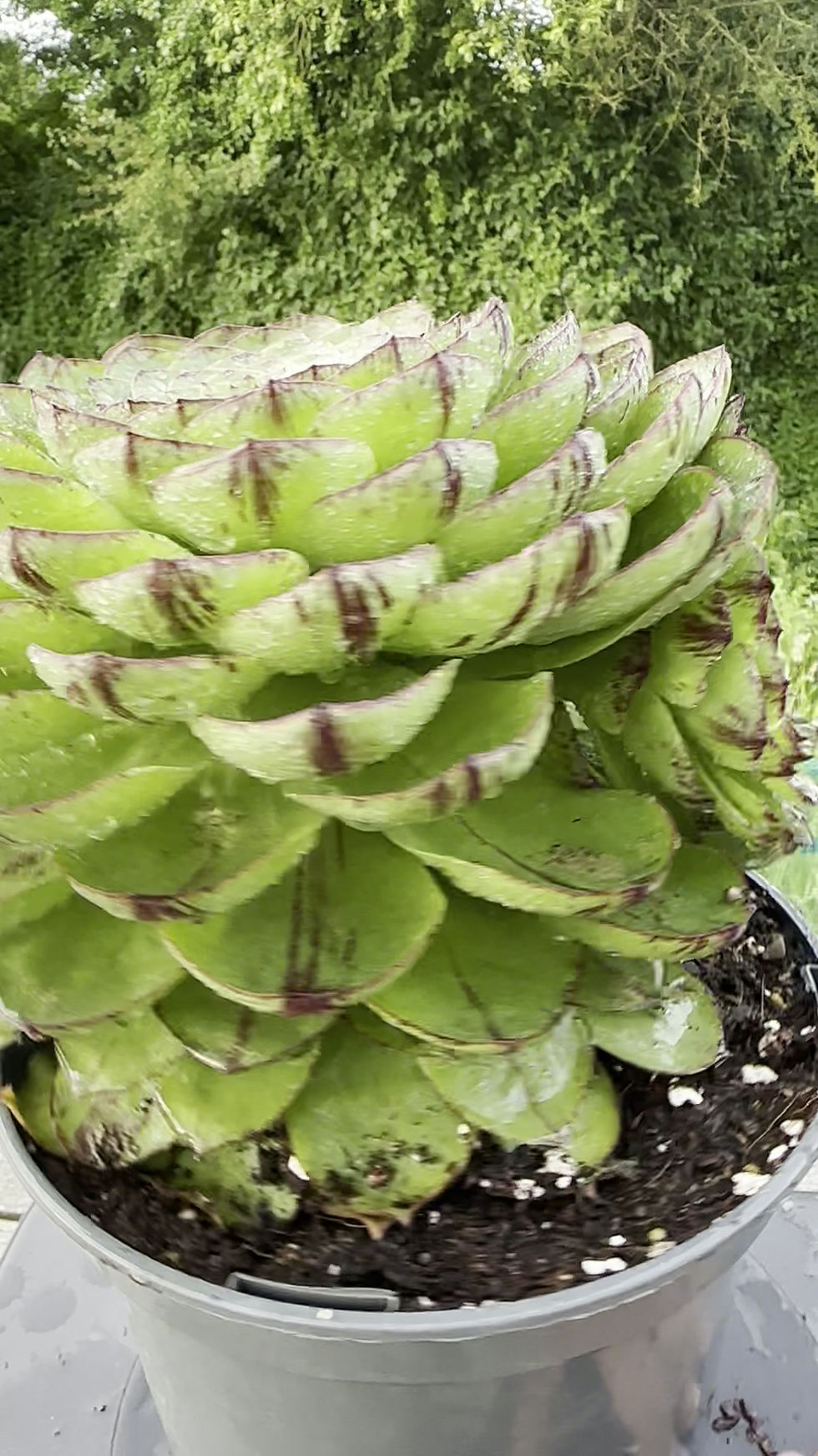 Thumbnail: AEONIUM-UNIQUE 6-JURASSIC VARIEGATED