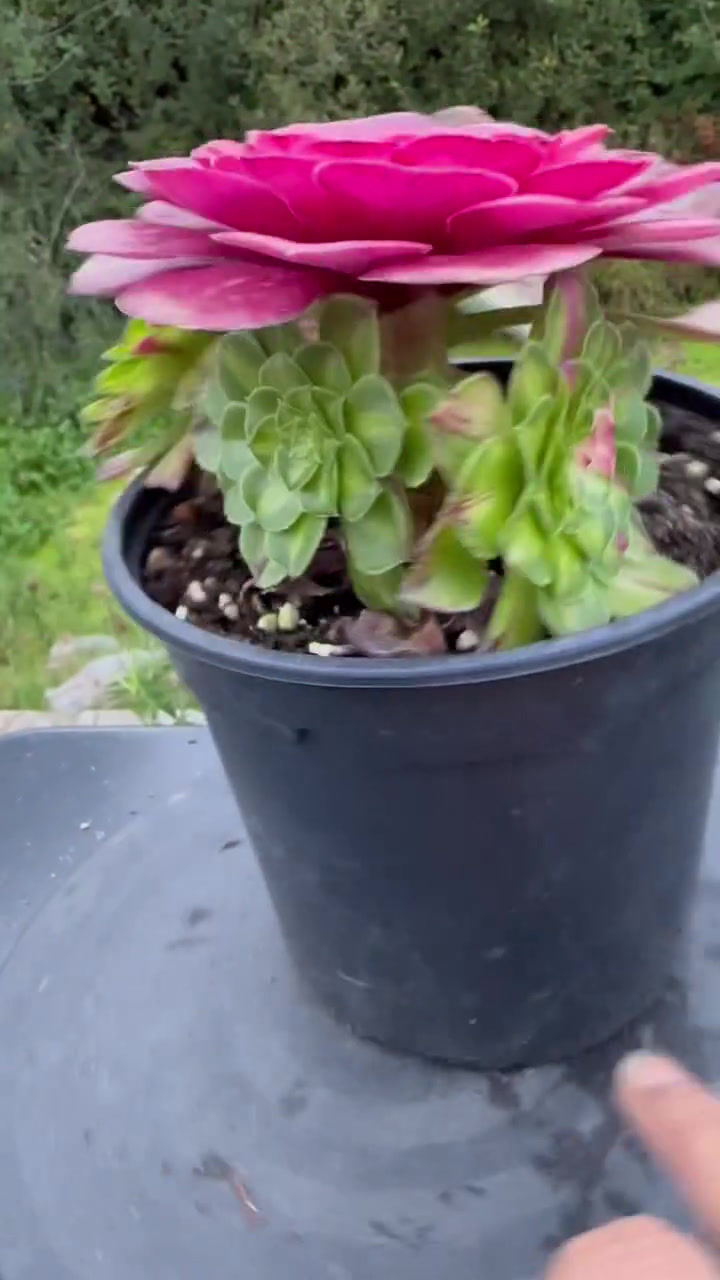 Thumbnail: AEONIUM-UNIQUE 11-ZHIFOU VARIEGATED
