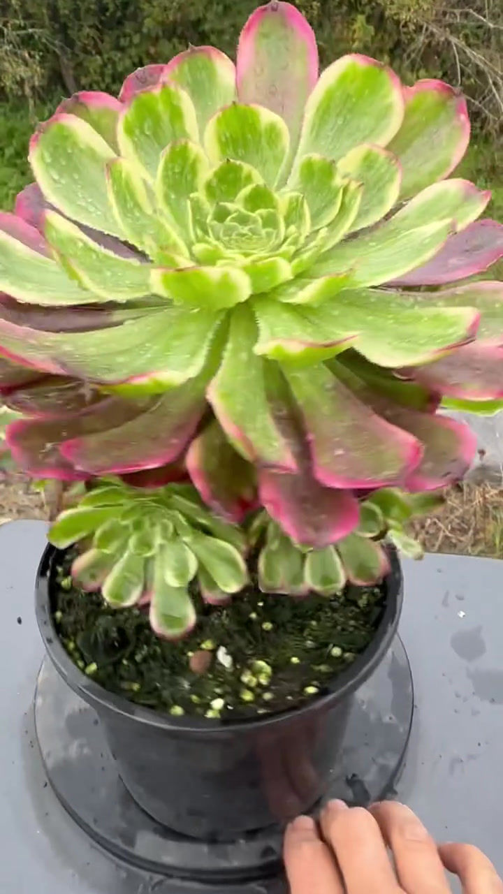 Thumbnail: AEONIUM-UNIQUE 4-BLOODY WAVE VARIEGATED