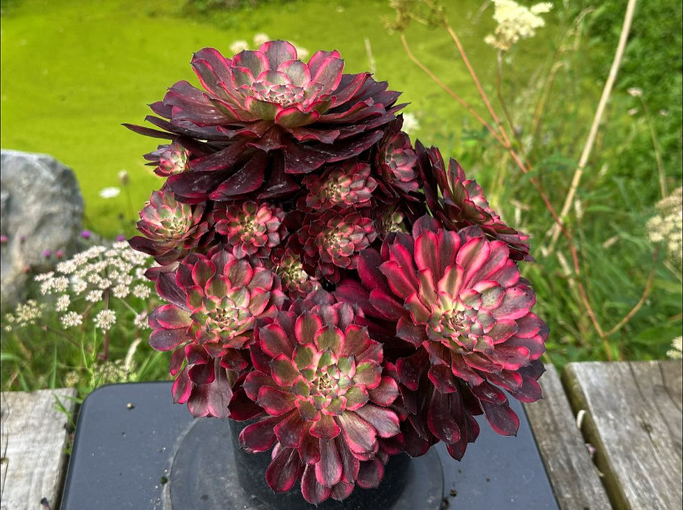 Thumbnail: AEONIUM-UNIQUE 17-SNOW GIRL VARIEGATED