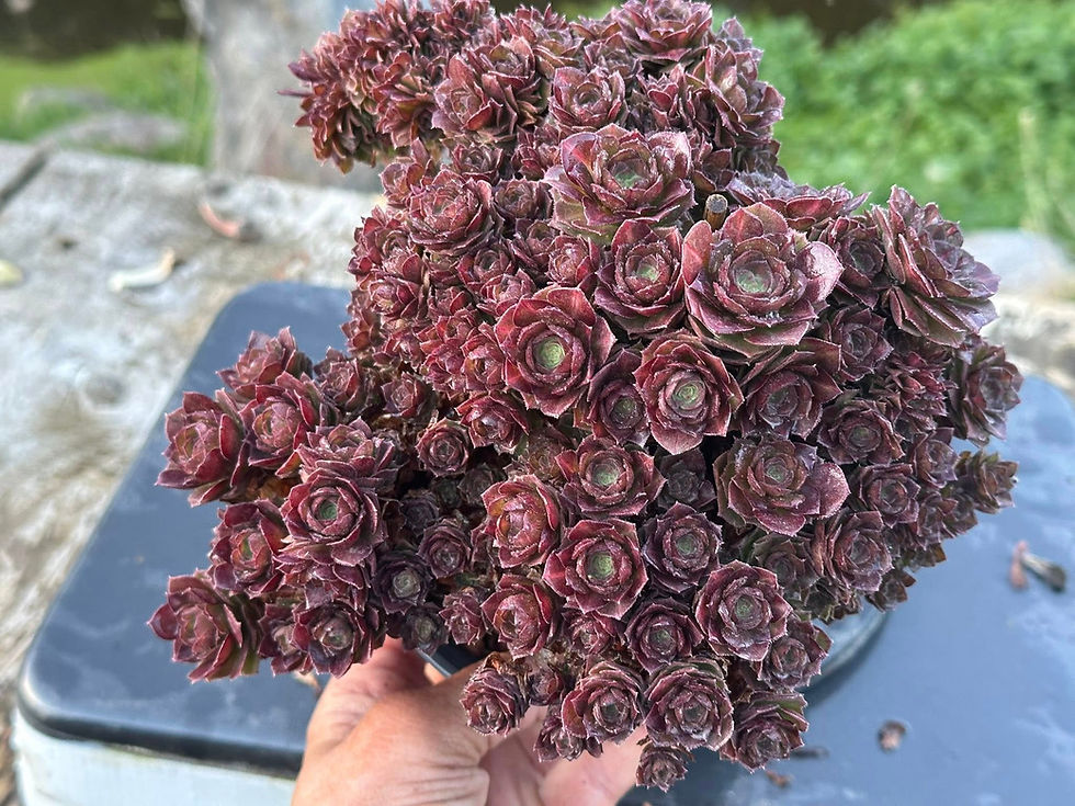 Thumbnail: AEONIUM-UNIQUE 11-HALLOWEEN MIDDLE VARIEGATED (MATCHA CAKE)