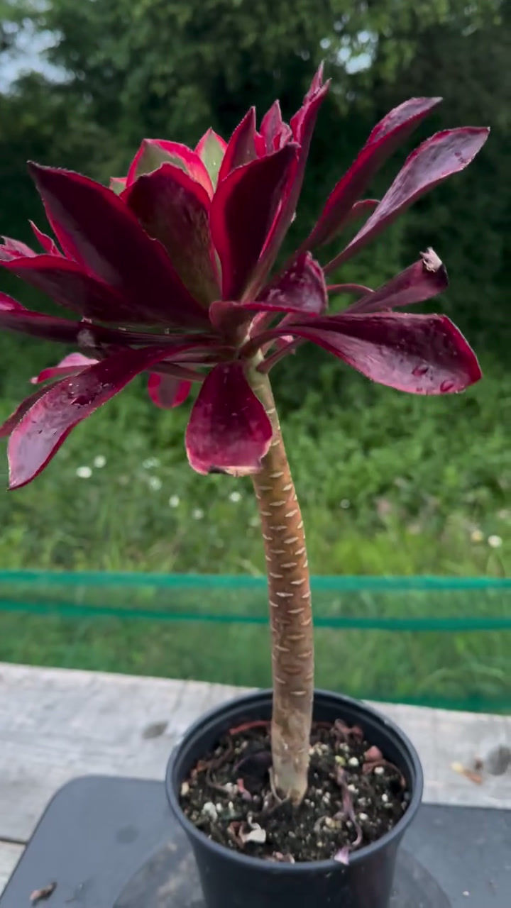 Thumbnail: 16 ON SALE-AEONIUM-UNIQUE 61-PHANTOM VARIEGATED