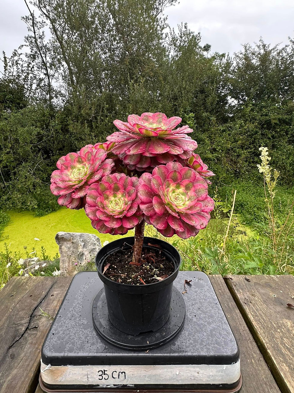 Thumbnail: AEONIUM-UNIQUE 11-VENUS VARIEGATED