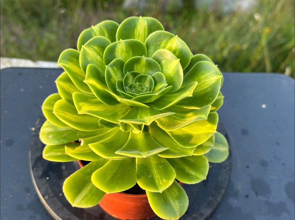 Thumbnail: AEONIUM-JADEITE GLASS VARIEGATED (MANBACH MIDDLE)-S