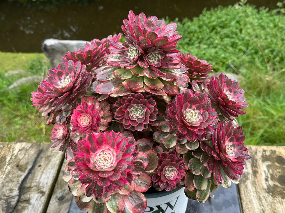 Thumbnail: AEONIUM-UNIQUE 8-WILD ROSE VARIEGATED