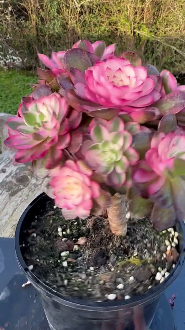 Thumbnail: 10 ON SALE-AEONIUM-UNIQUE 18-LITCHI VARIEGATED (QINGCHENG MUTATIONS)