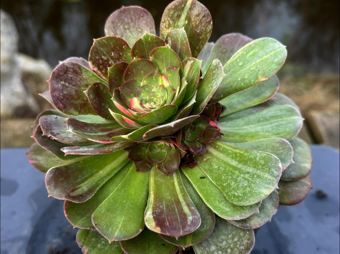 AEONIUM-BLUSHING BEAUTY RAINBOW VARIEGATED-S