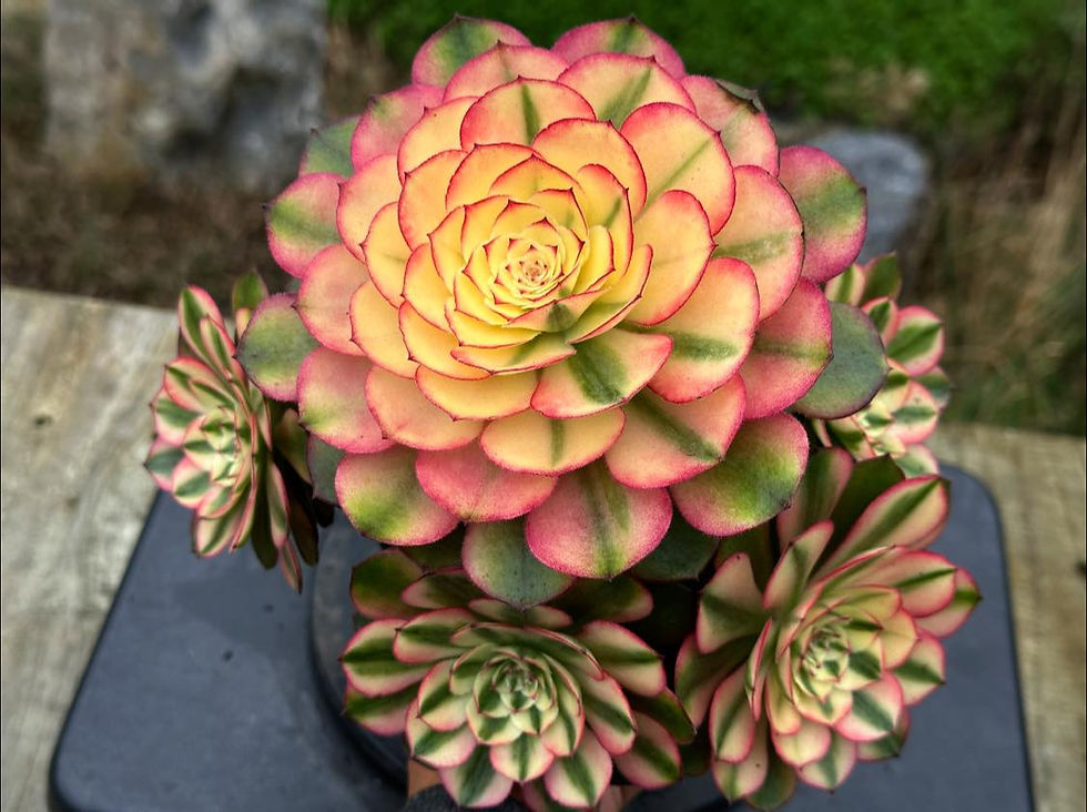 AEONIUM-UNIQUE 12-LITCHI VARIEGATED (QINGCHENG MUTATIONS)