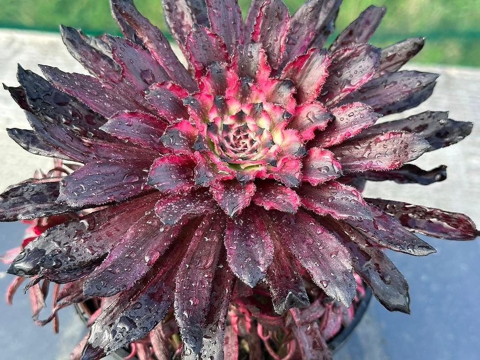 Thumbnail: AEONIUM-UNIQUE 83-PRINCESS VARIEGATED