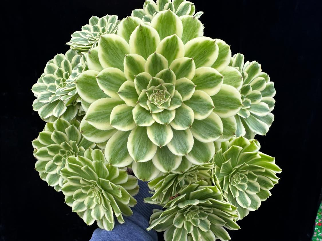1 ON SALE-AEONIUM-UNIQUE 15-GREEN WAVE VARIEGATED
