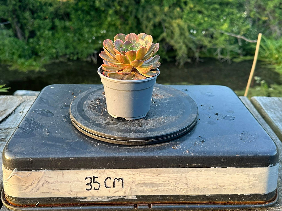 Thumbnail: AEONIUM-HALLOWEEN CHOCOLATE VARIEGATED-B