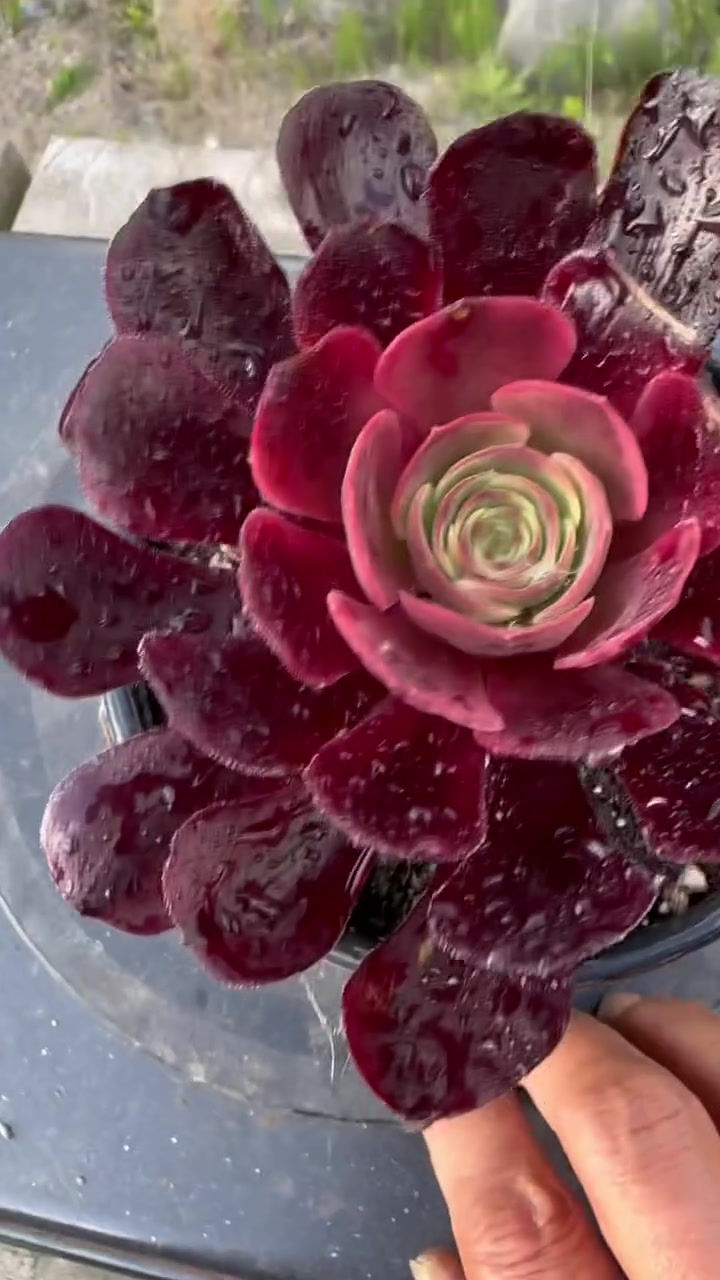 Thumbnail: AEONIUM-CUPID VARIEGATED-B