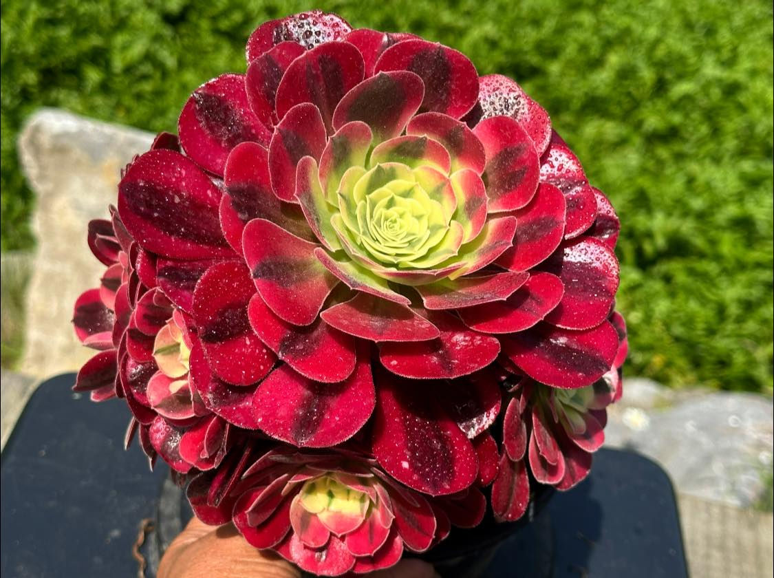 AEONIUM-UNIQUE 3-VELOUR YELLOW VARIEGATED