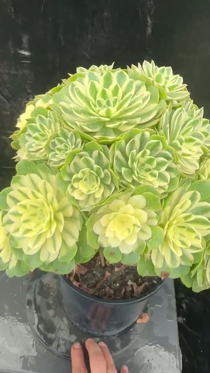 Thumbnail: AEONIUM-UNIQUE 3-SINIA VARIEGATED