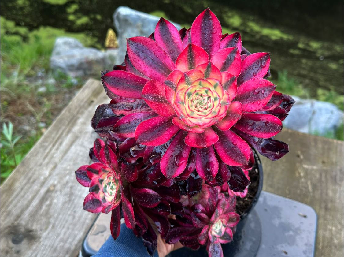 AEONIUM-UNIQUE 17-VOODOO WHITE VARIEGATED