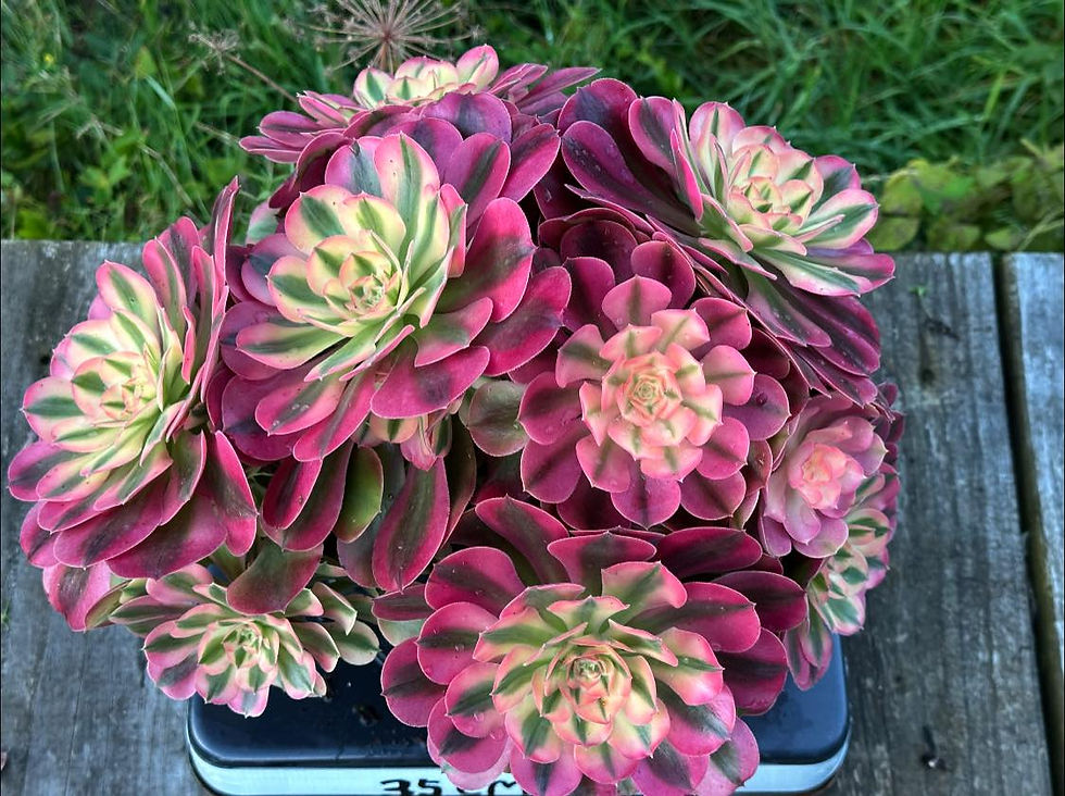 Thumbnail: AEONIUM-UNIQUE 63-PRINCESS VARIEGATED