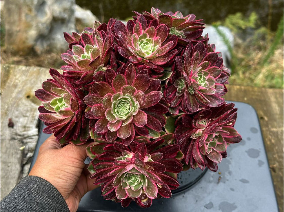 Thumbnail: AEONIMU-UNIQUE 4-PEACOCK FEATHER VARIEGATED