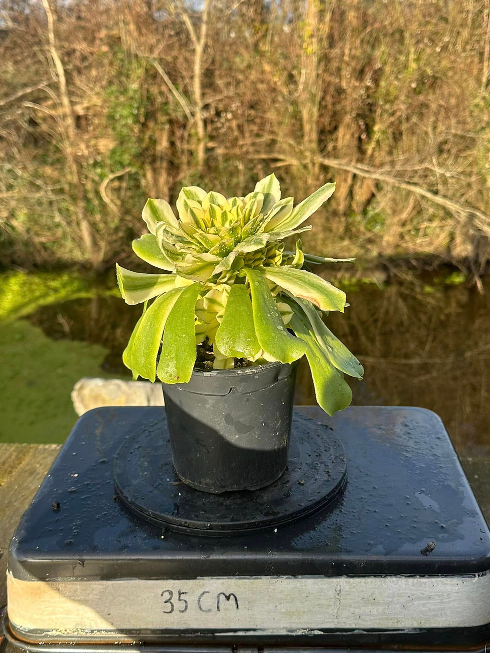 Thumbnail: AEONIUM-SINYA VARIEGATED-S