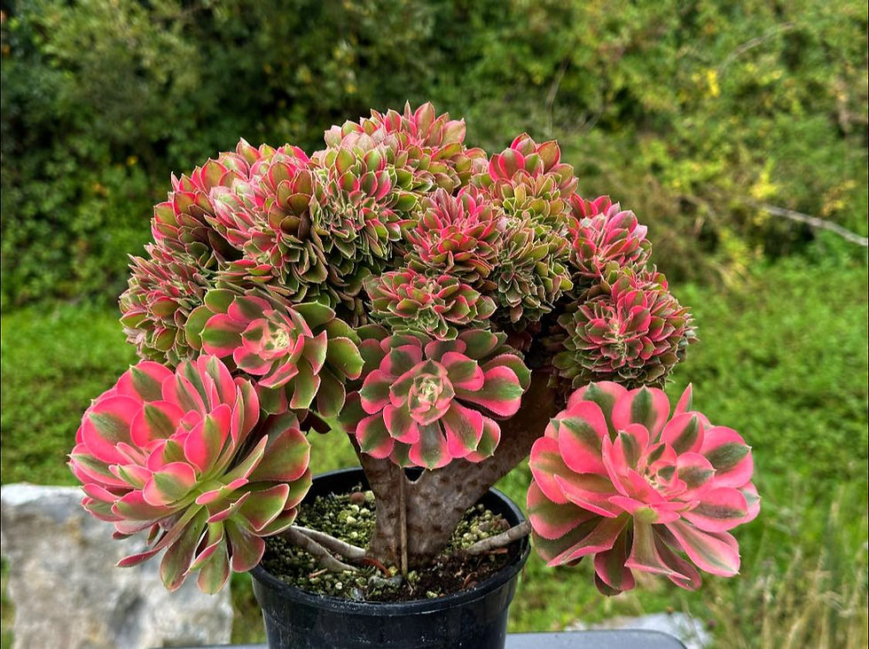 Thumbnail: AEONIUM-UNIQUE 50-PRINCESS VARIEGATED CRESTED