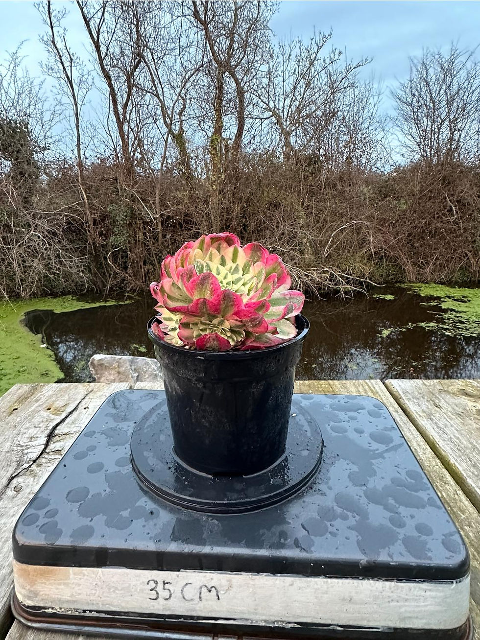 Thumbnail: AEONIUM-YUZI VARIEGATED (GREEN HALLOWEEN WHITE)-S