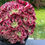 Thumbnail: AEONIUM-UNIQUE 81-PINK WITCH VARIEGATED CRESTED