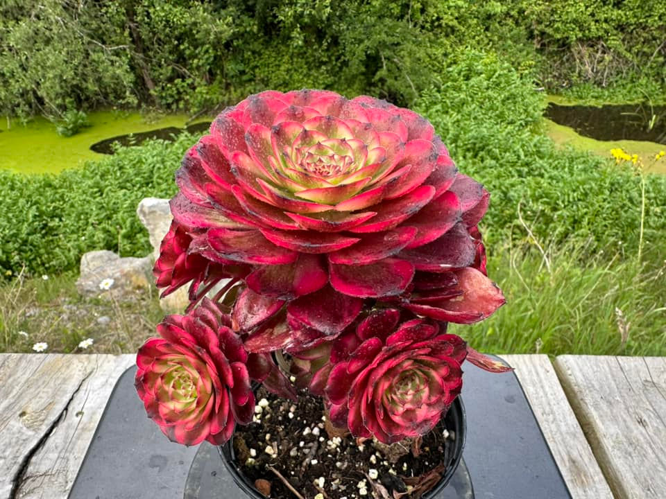 AEONIUM-UNIQUE 6-DARK GODDESS VARIEGATED