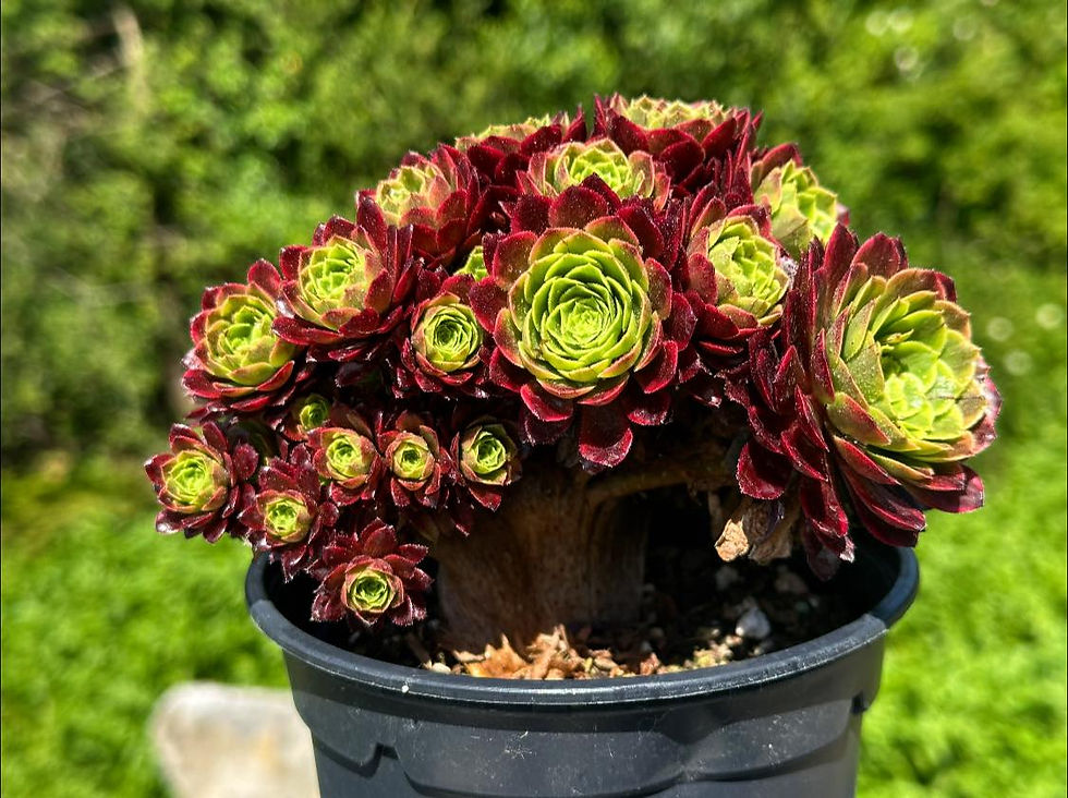 Thumbnail: AEONIUM-UNIQUE 13-FIESTA VARIEGATED CRESTED