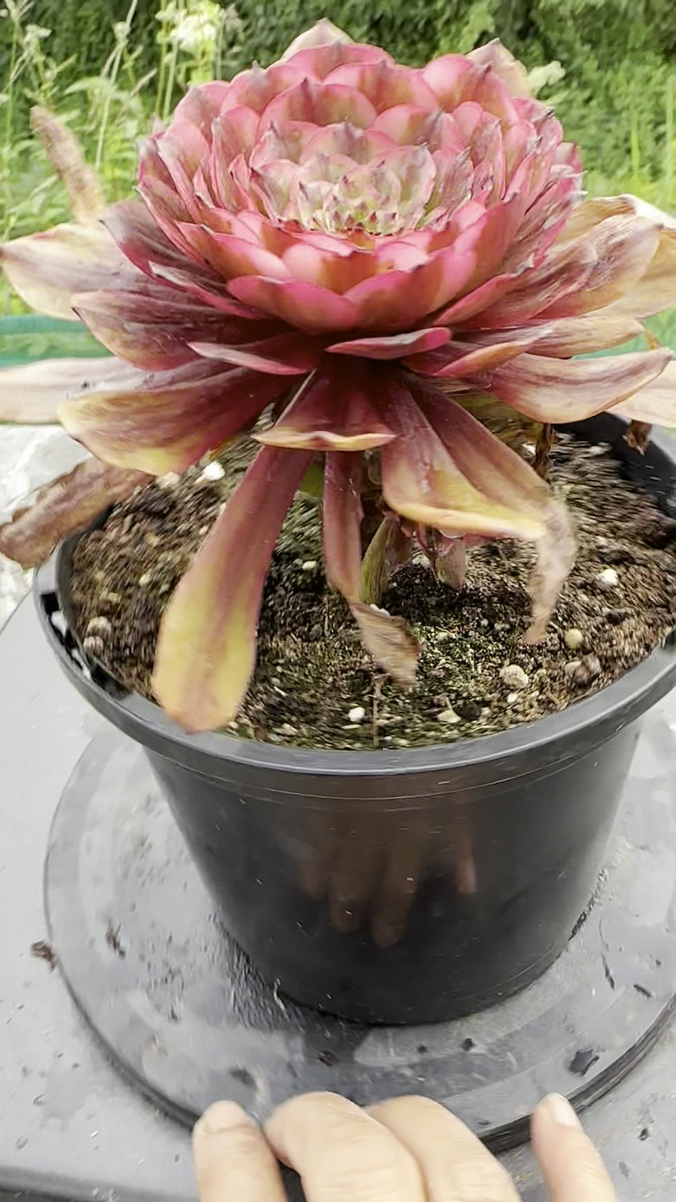Thumbnail: 20 ON SALE-AEONIUM-UNIQUE 3-AMBER VARIEGATED