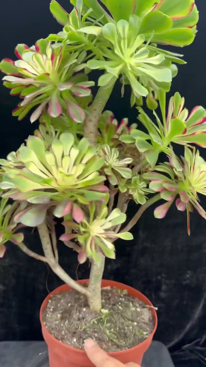 Thumbnail: AEONIUM-UNIQUE 34-RAINBOW VARIEGATED
