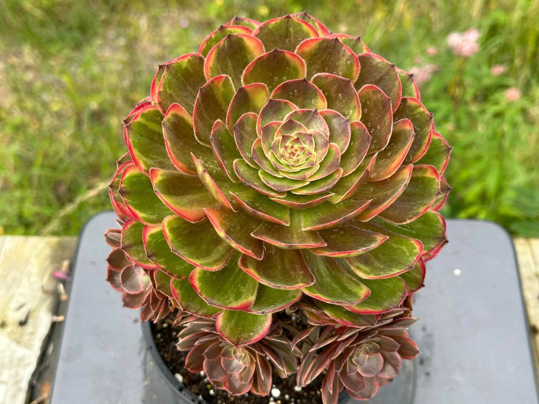 AEONIUM-UNIQUE 4-HALLOWEEN CHOCOLATE VARIEGATED