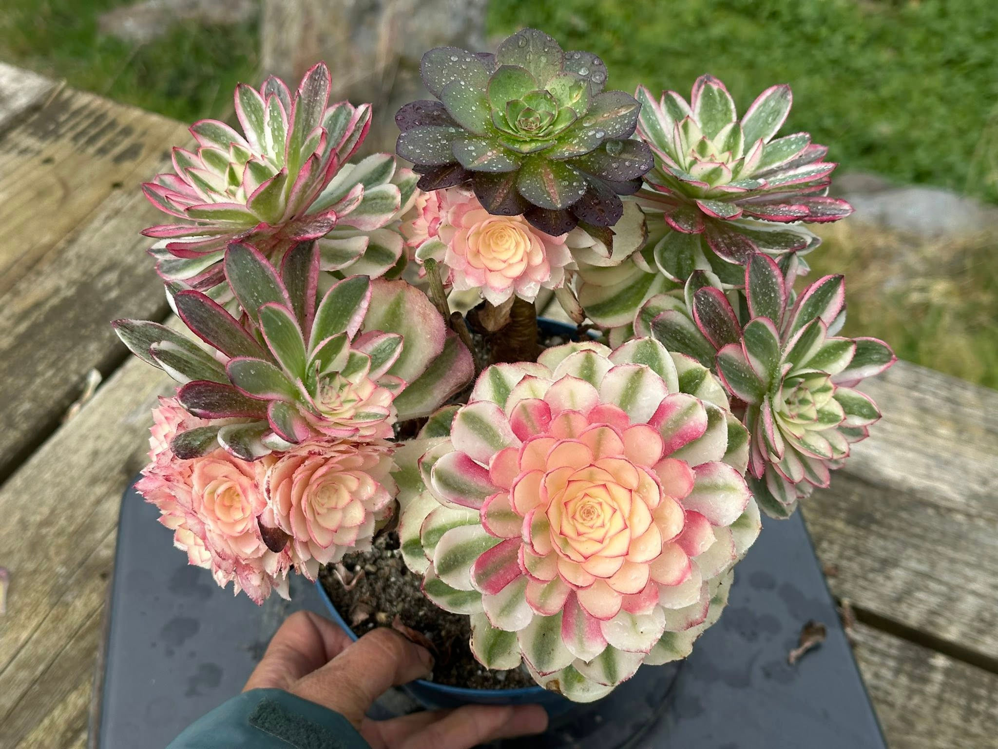 AEONIUM-UNIQUE 62-QINGCHENG VARIEGATED