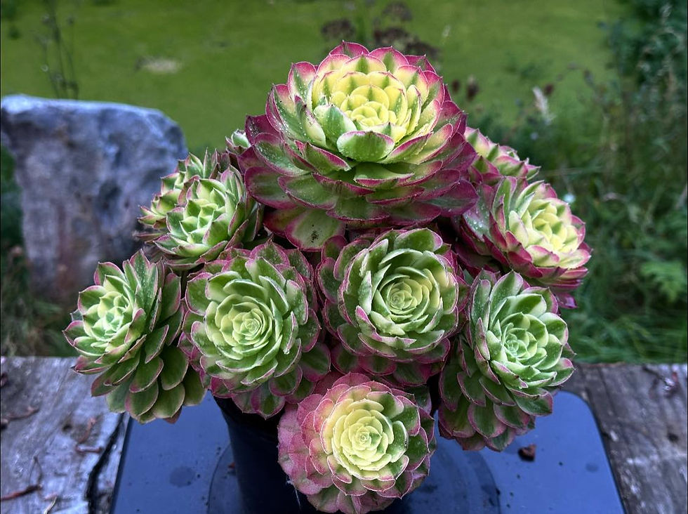 Thumbnail: AEONIUM-UNIQUE 13-NEPTUNE VARIEGATED (GREEN QINGCHENG, CHINESE NAME HAIWANG)