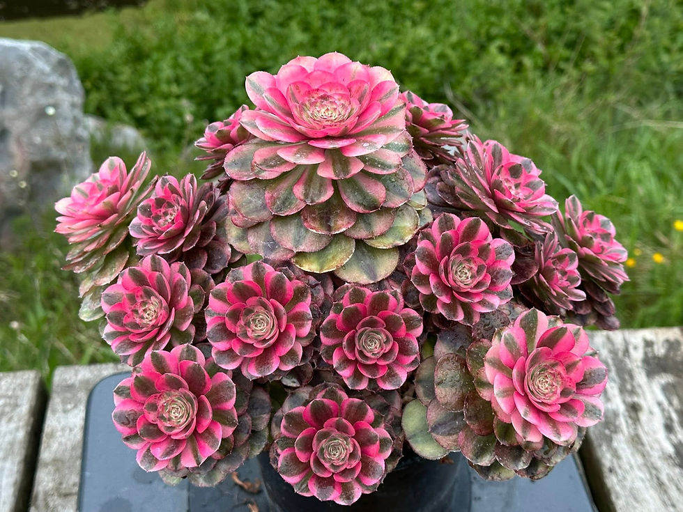 Thumbnail: AEONIUM-UNIQUE 10-YUNHE VARIEGATED