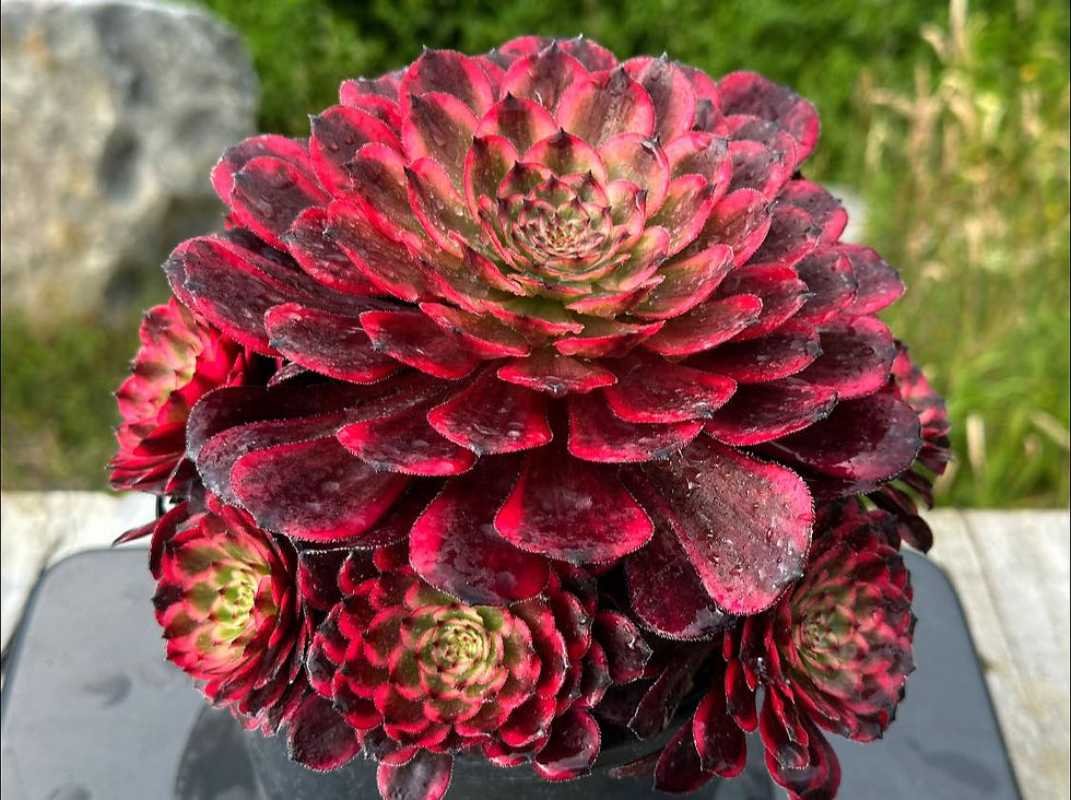 Thumbnail: AEONIUM-UNIQUE 4-NEVERHONG VARIEGATED