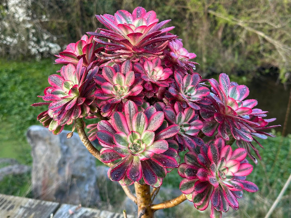 Thumbnail: AEONIUM-UNIQUE 56-CHANEL VARIEGATED