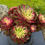 Thumbnail: AEONIUM-UNIQUE 4-BERRY VARIEGATED