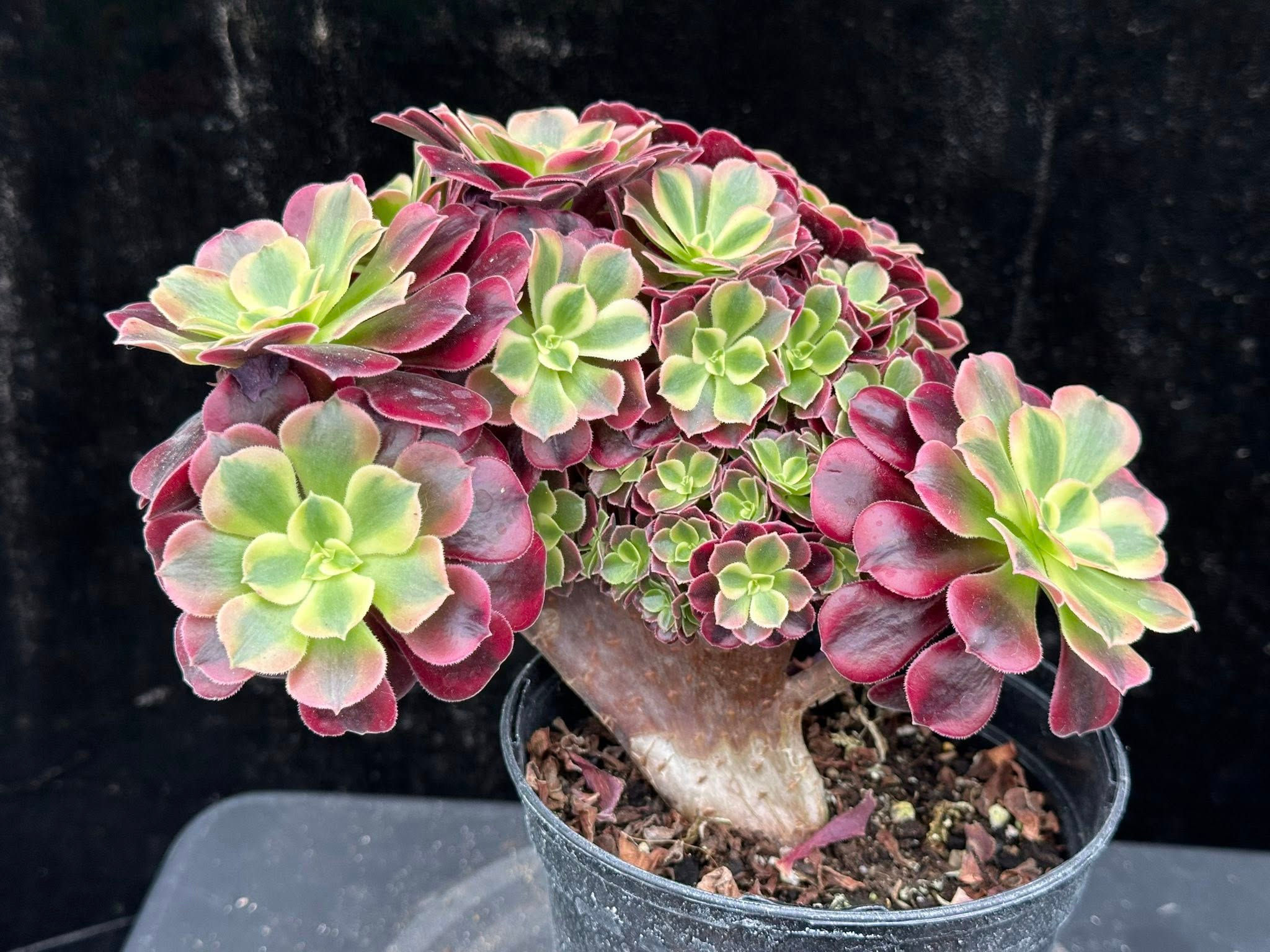 1 ON SALE-AEONIUM-UNIQUE 30-MEDUSA VARIEGATED