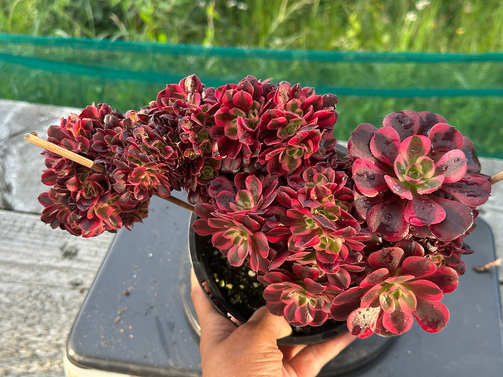 Thumbnail: AEONIUM-UNIQUE 48-MEDUSA VARIEGATED CRESTED