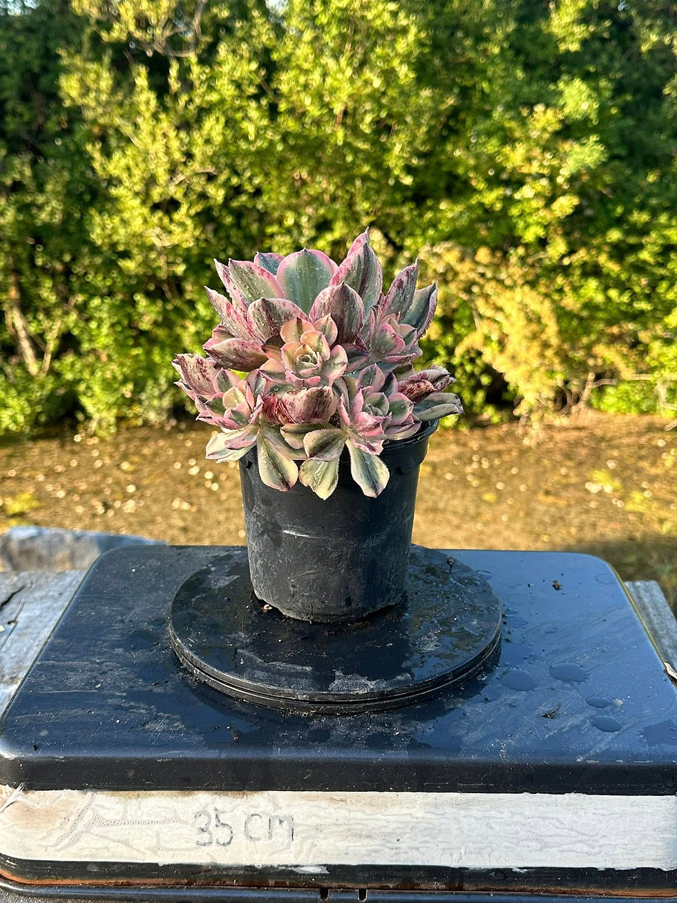 Thumbnail: AEONIUM-MARNIERLAPOSTOLLE VARIEGATED-S