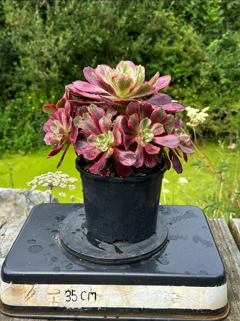 Thumbnail: AEONIUM-UNIQUE 17-AURORA VARIEGATED