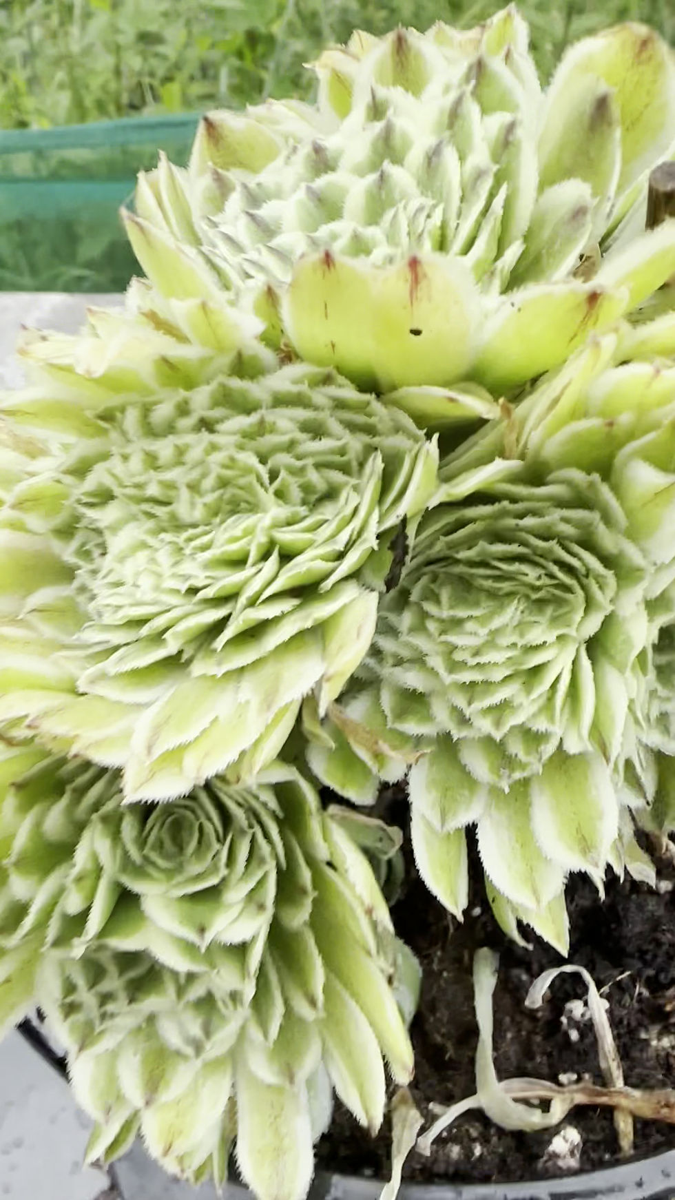 Thumbnail: 20 ON SALE-AEONIUM-UNIQUE 26-GREEN WAVE VARIEGATED CRESTED