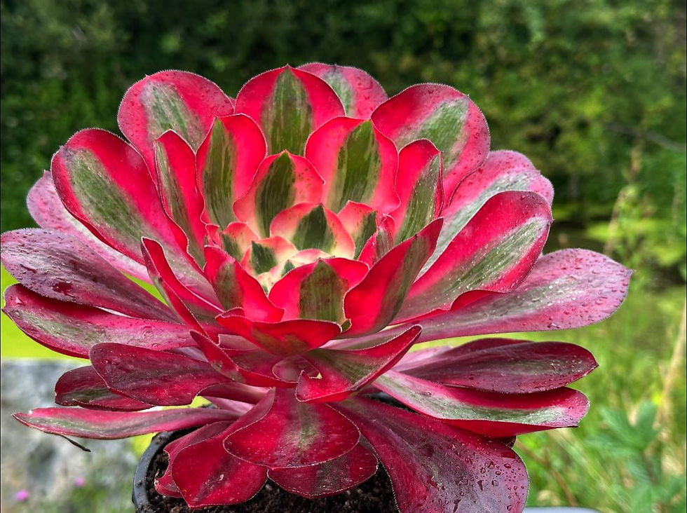 Thumbnail: AEONIUM-UNIQUE 13-NEW ALICE VARIEGATED